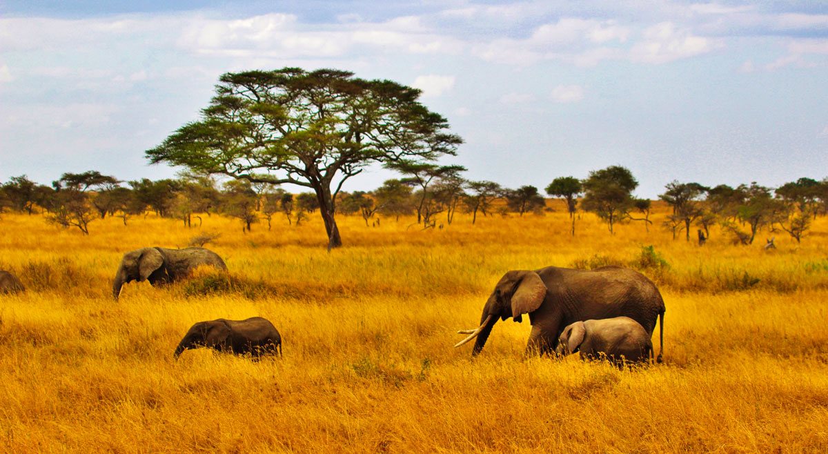 Elephants on the savanna in Zambia